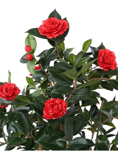 CAMELIA JAPONICA DOUBLE NEW