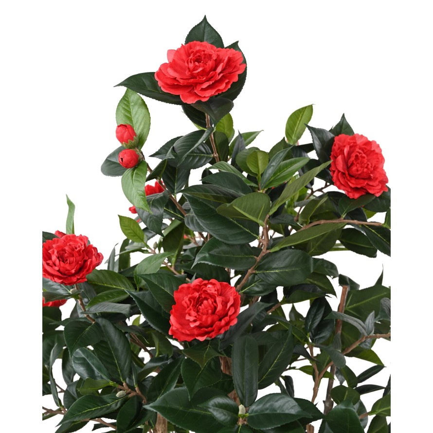 CAMELIA JAPONICA DOUBLE NEW