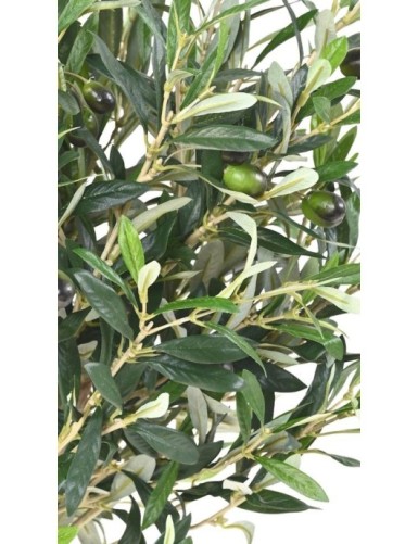 NEW HEAD OLIVE TREE