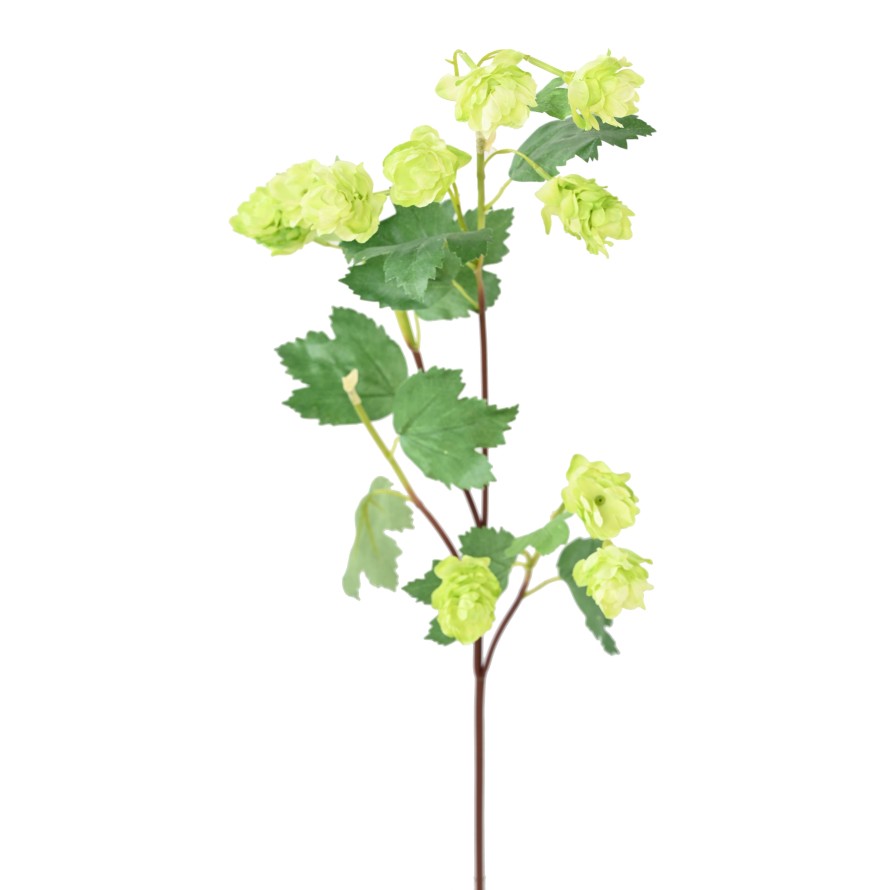 HOUBLON (HOP FLOWER)