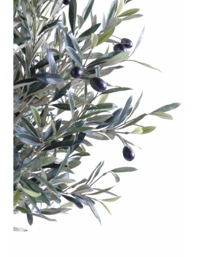 NEW HEAD OLIVE TREE