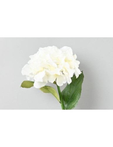 HORTENSIA TC2