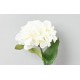 HORTENSIA TC2