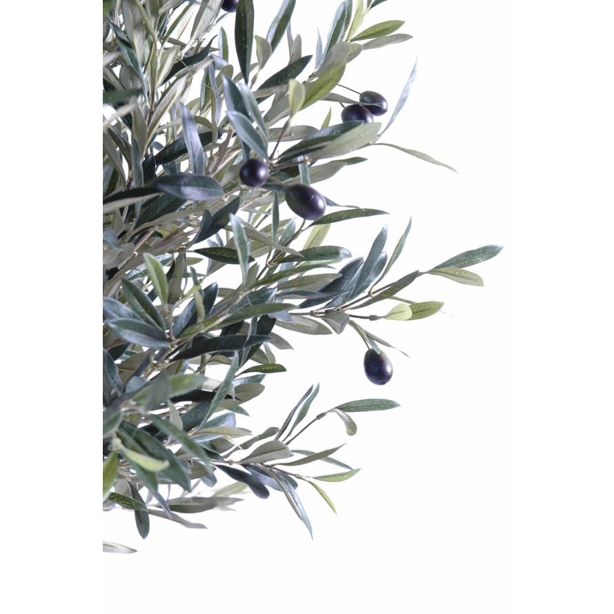 OLIVE TREE HEAD