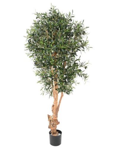 OLIVE TREE KNOTTY TRUNK