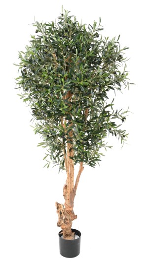 KNOTTY TRUNK OLIVE TREE