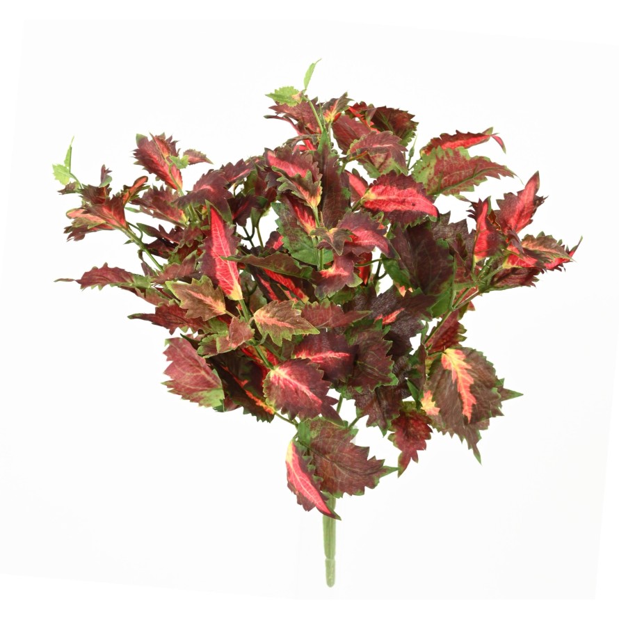 COLEUS DENTELLE