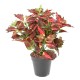 COLEUS DENTELLE