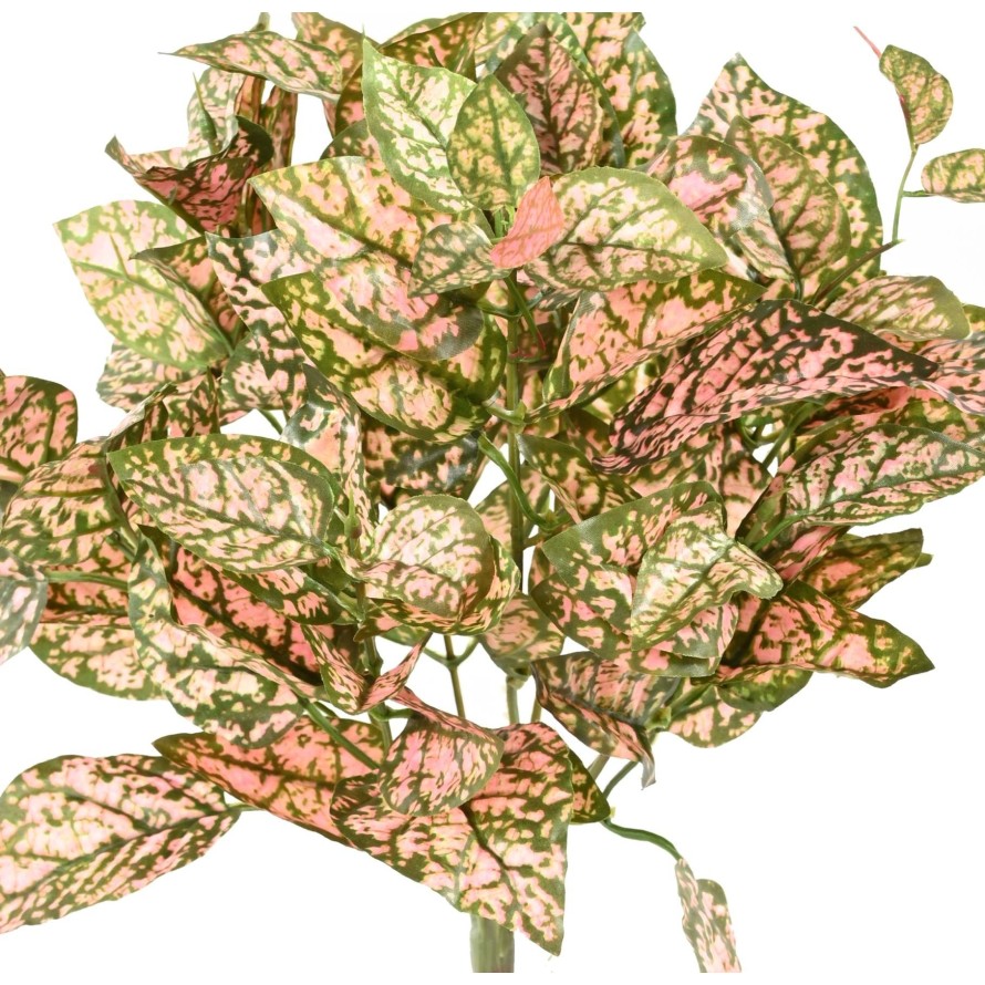 COLEUS