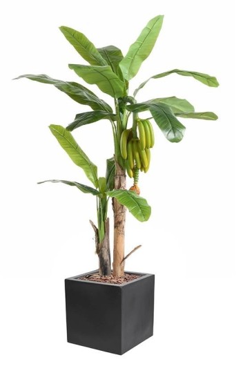 BANANA TREE WITH FRUIT CUBES FIBER