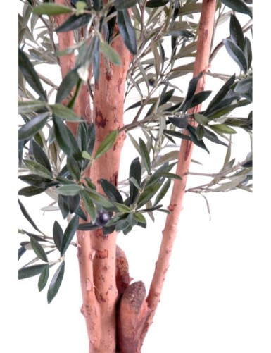 OLIVE TREE KNOTTY TRUNK