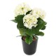 HORTENSIA *3T 45 UV RESISTANT