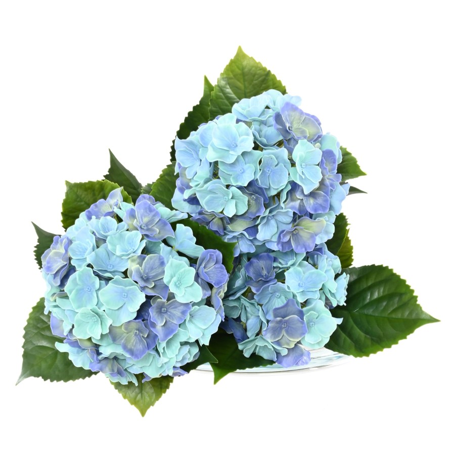 HYDRANGEA *3T 45 UV RESISTANT