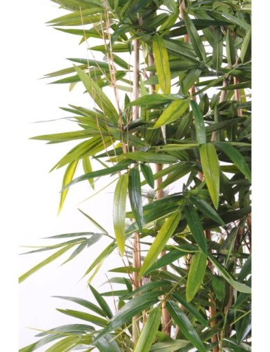 BAMBOO NEW HEDGE UV BASE 75