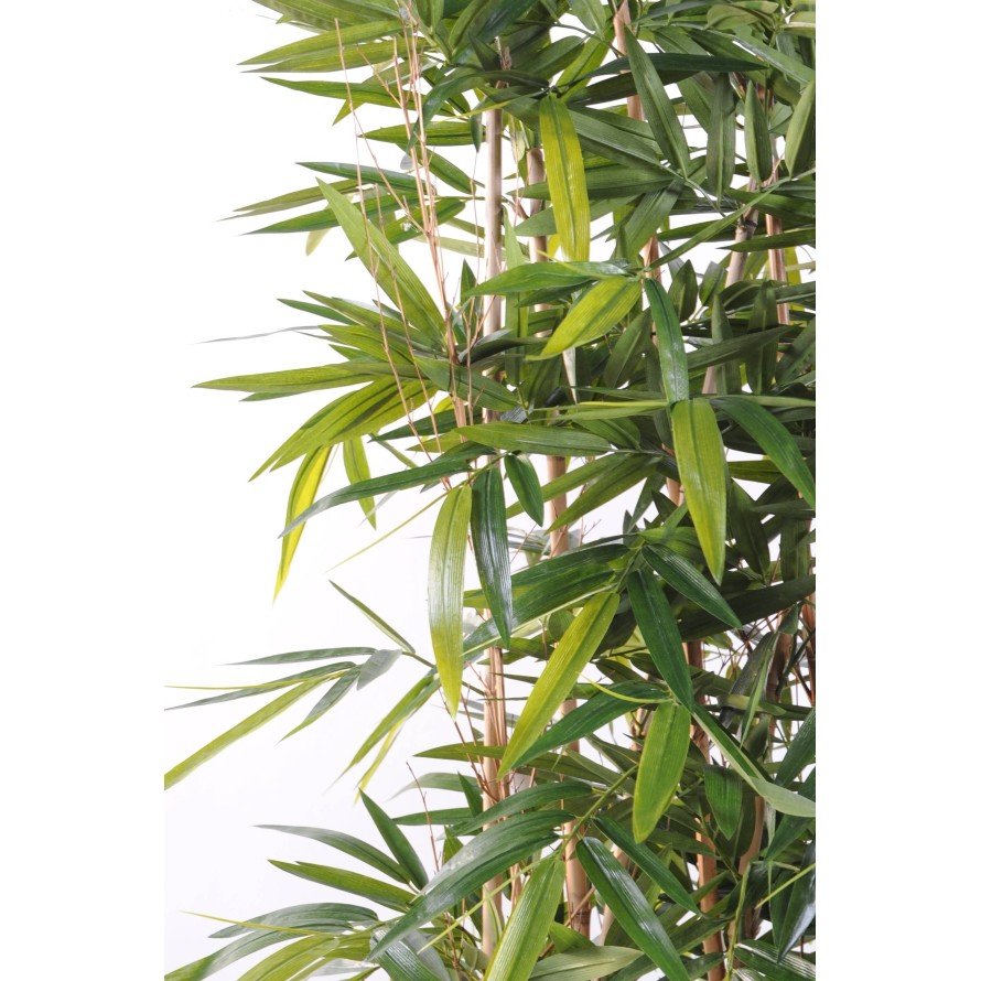 BAMBOO NEW HEDGE UV BASE 75