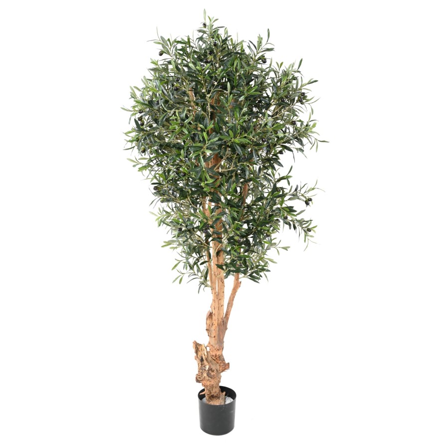 KNOTTY TRUNK OLIVE TREE