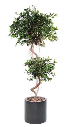 FICUS SPIRALE 2 BOULES EN CYLINDRE FIBER