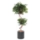 FICUS SPIRALE 2 BOULES EN CYLINDRE FIBER