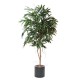 FICUS ALII ROYAL EN CYLINDRE FIBER