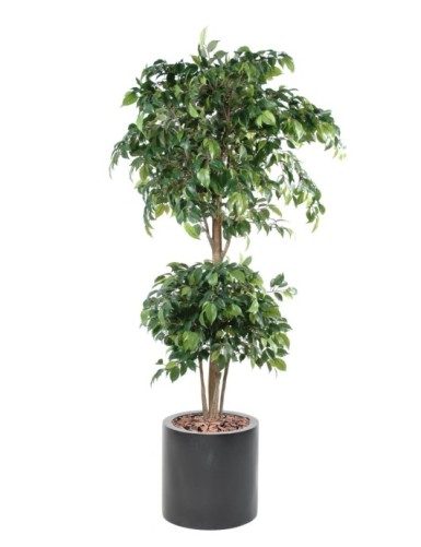 FICUS DOUBLE BALL CYLINDER...