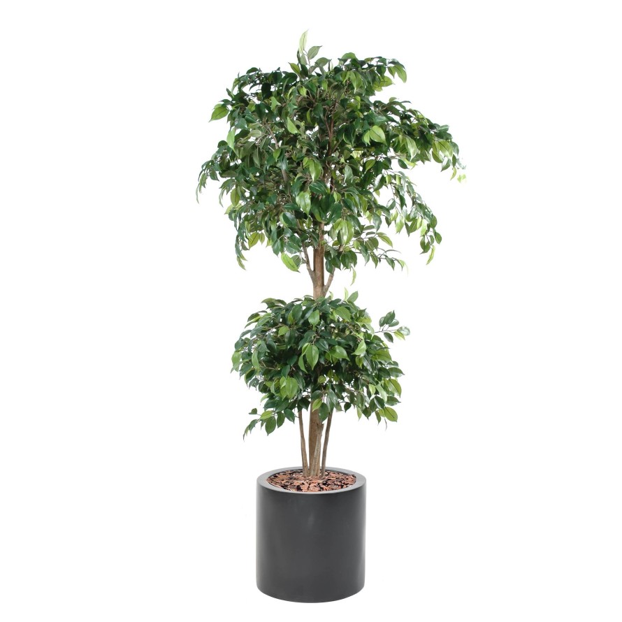 FICUS DOUBLE BOULE EN CYLINDRE FIBER