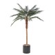 PHOENIX PALM EN CYLINDRE FIBER