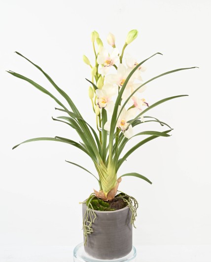 CYMBIDIUM CYLINDER PLANT FIBER