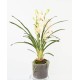 CYMBIDIUM CYLINDER PLANT FIBER