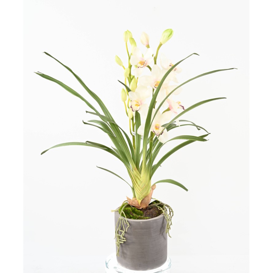 CYMBIDIUM PLANTE EN CYLINDRE FIBER