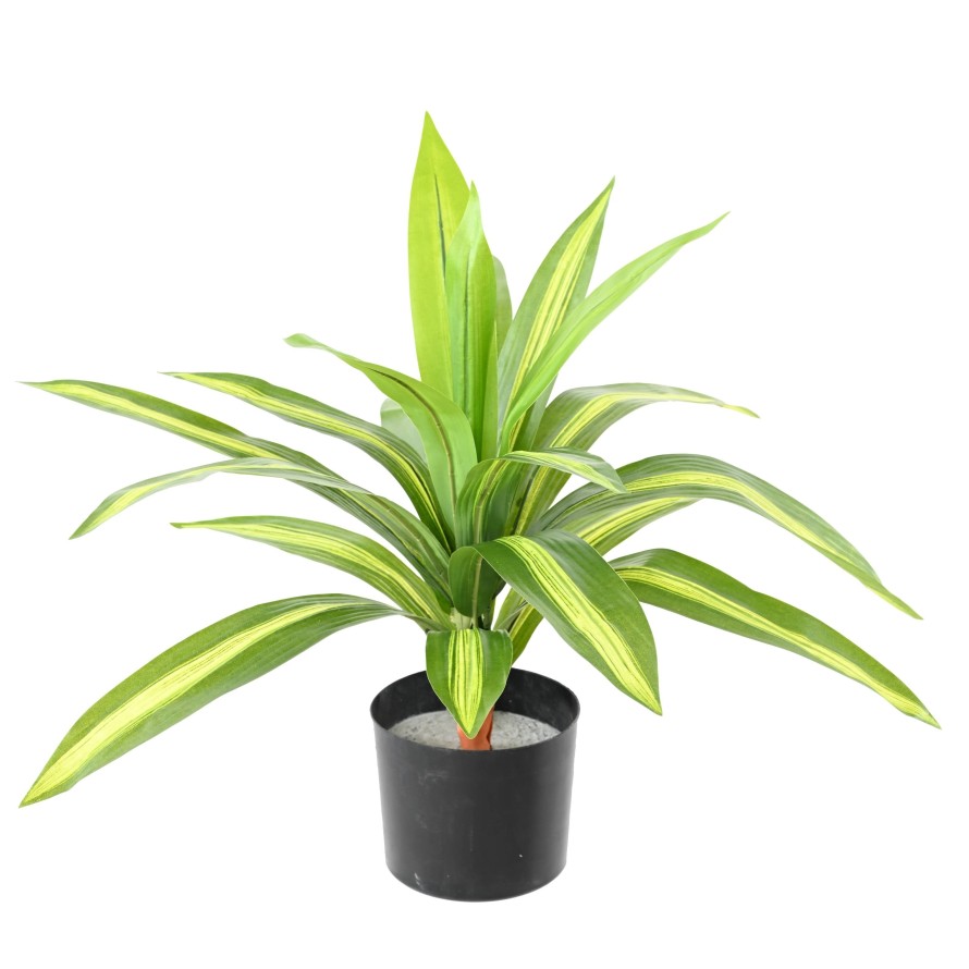 DRACAENA LARGE