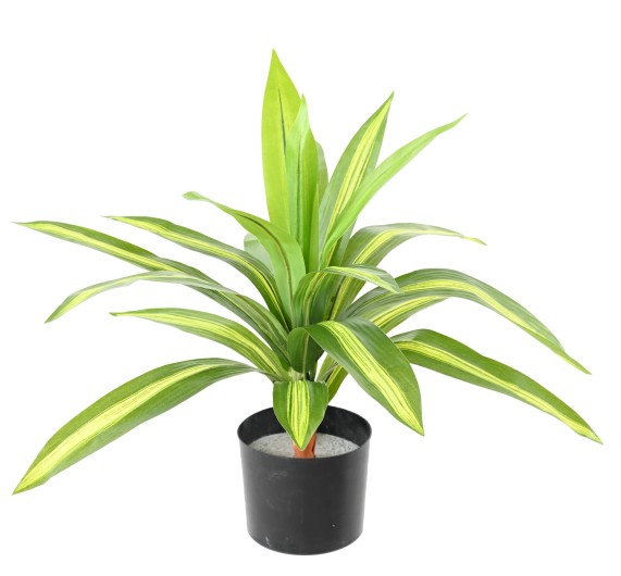 DRACAENA LARGE