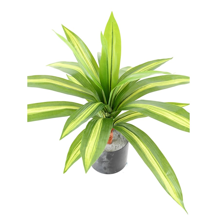 DRACAENA LARGE