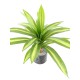 DRACAENA LARGE