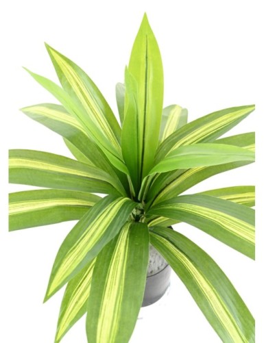 DRACAENA LARGE