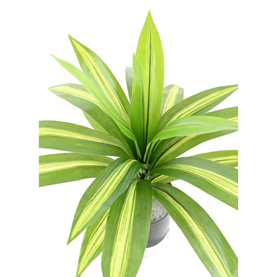 DRACAENA LARGE