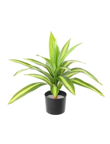 DRACAENA LARGE