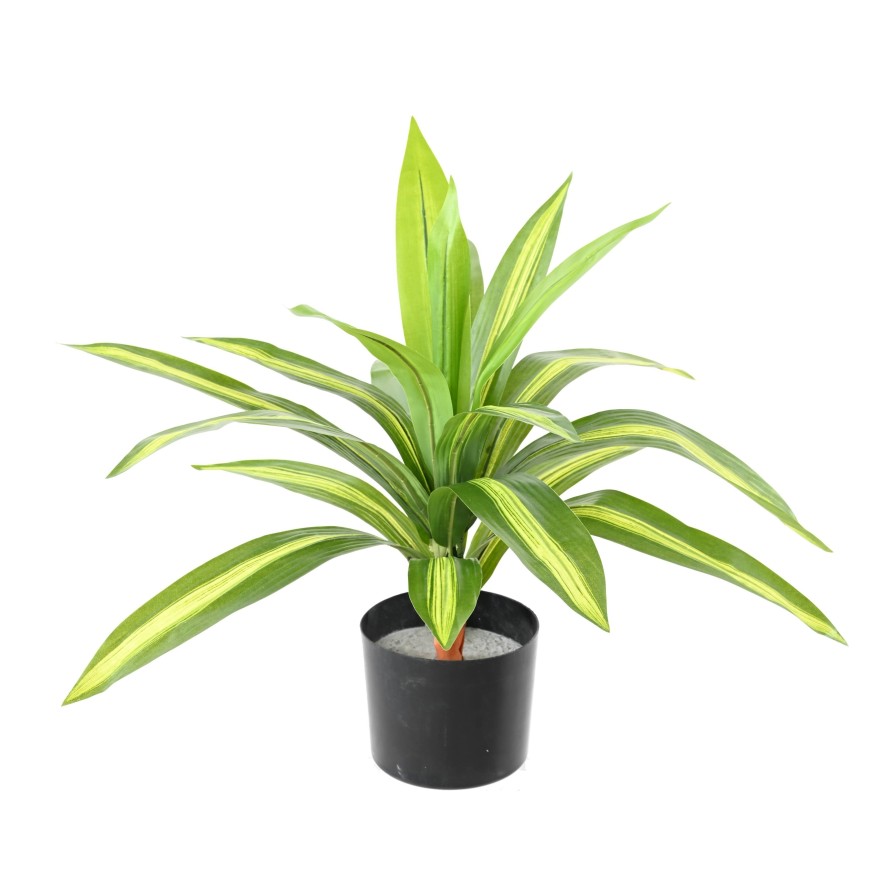 DRACAENA LARGE