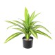 DRACAENA LARGE