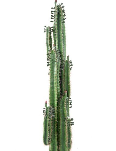 CACTUS FINGER B