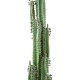 CACTUS FINGER B