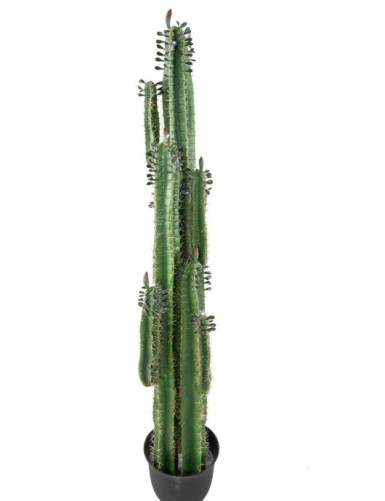 CACTUS FINGER B