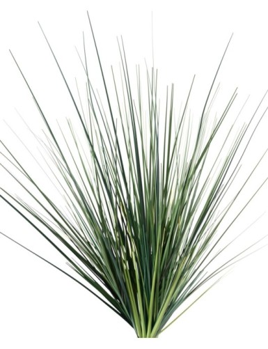 ONION GRASS PIQUET LARGE (net promo)