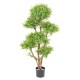 EUCALYPTUS M TREE UV