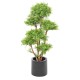 EUCALYPTUS M TREE UV