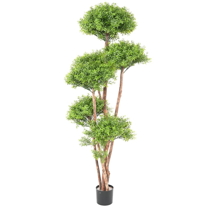 EUCALYPTUS M TREE UV