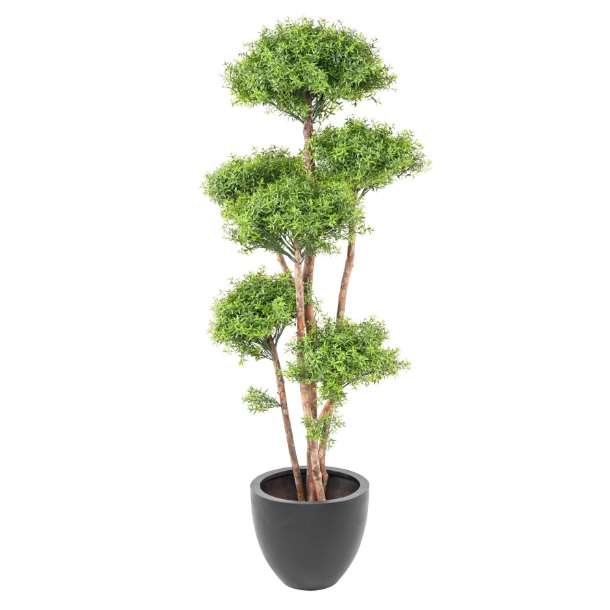 EUCALYPTUS M TREE UV