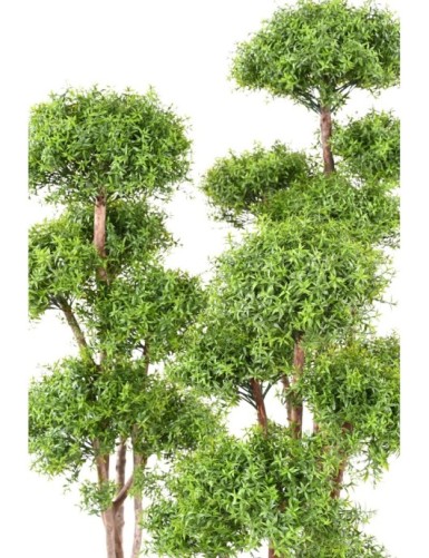 EUCALYPTUS M TREE UV