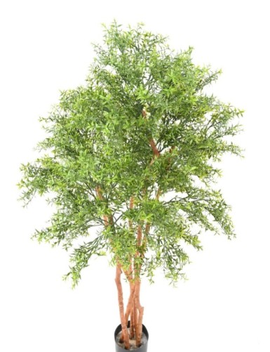 EUCALYPTUS TREE UV