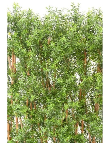 EUCALYPTUS UV HEDGE