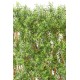 EUCALYPTUS UV HEDGE